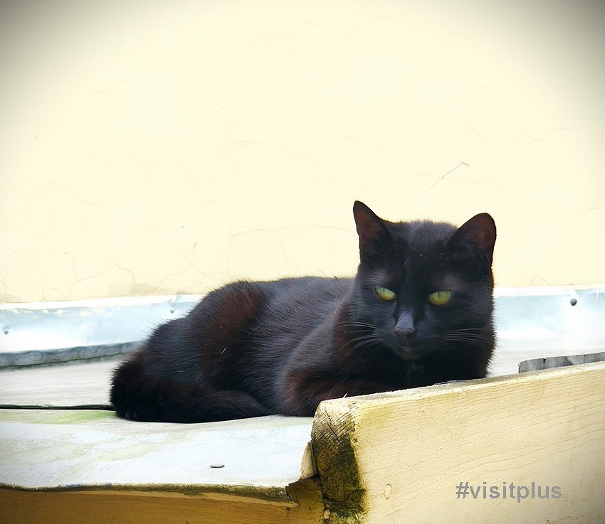 Котик из нашего двора